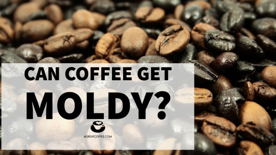Can Coffee Get Moldy? A Great Coffee