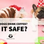 Can Dogs Drink Coffee
