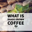 What Is Shade Grown Coffee