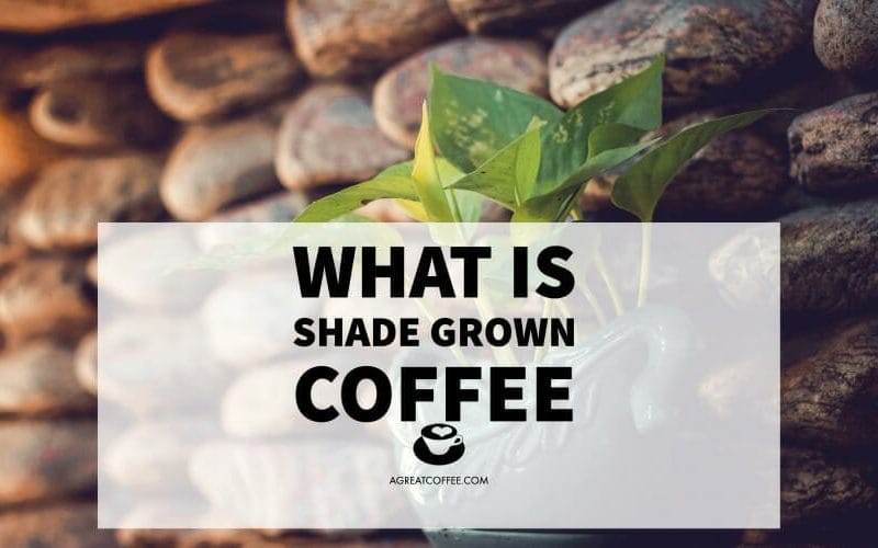 What Is Shade Grown Coffee